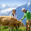 Two guests petting cow, mountain range in background.