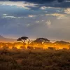 Herd of elephants at sunset