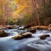 Wide shot of flowing river among autumnal forest.