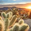 Field of cactus plants, sunset in background.
