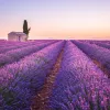 Lavender Field with Mountains in Background