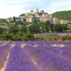 Lavender Field and Old Town of Banon