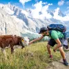 Two guests with cow, one reaching out to it, mountain in background.