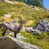 Close-up shot of an Alpine Ibex.