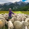 Woman surrounded by sheep in New Zealand