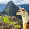 Over the shoulder shot of llama overlooking Machu Picchu.