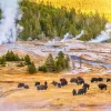 Bison enjoying a snack with steamy hot springs in background