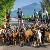 a group of cyclists get stuck behind a herd of goats