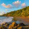 Beach surrounded by palm trees and a larger forest