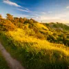 Hiking trail through tall, grassy hills and trees