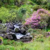 Small river surrounded by pink flowers and small trees