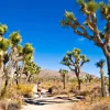 Valley of Joshua trees, with a woman walking on a dirt path