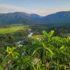 Sky view of crop fields with large plants