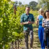 Two women and one man walking through a vineyard, while holding glasses of wine
