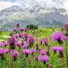 Field of purple wildflowers blooming across a lush alpine meadow, with rolling green hills and dramatic gray mountain peaks rising in the distance beneath a partly cloudy sky.