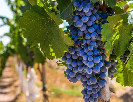 Close up of red grapes.
