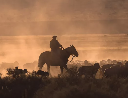Shot of shepherd on horse, herd of sheep under them.