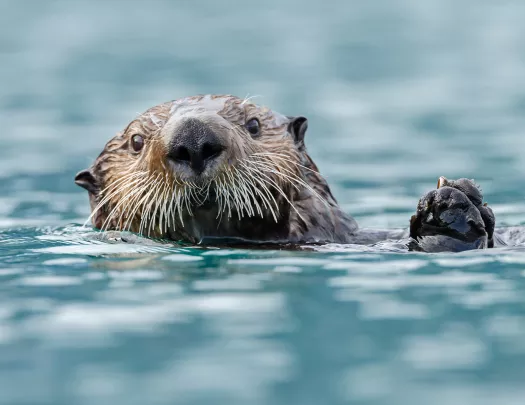 Close-up of sea otter.