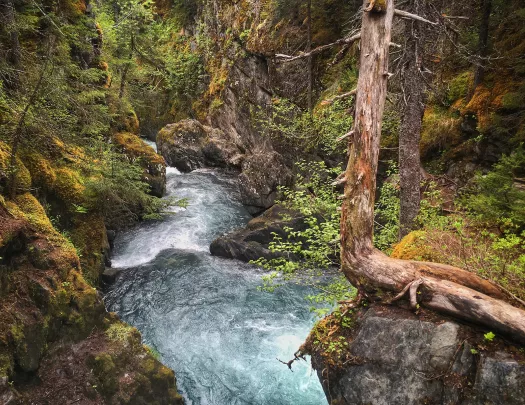 River flowing through a forest in Alaska