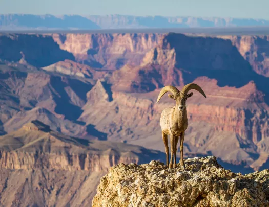 Wide shot of Grand Canyon, big horn sheep in foreground.