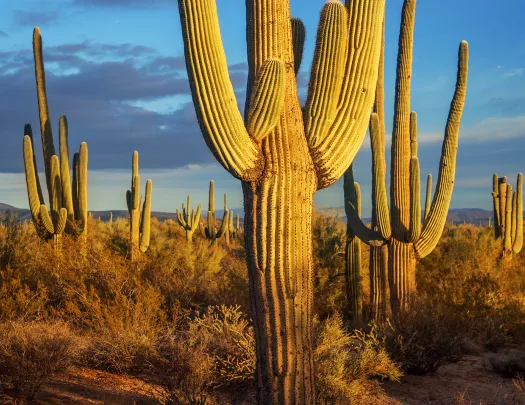 Cacti in desert