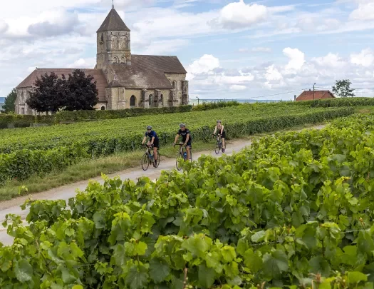 Backroads Guests Biking Through Vineyard in Alsace