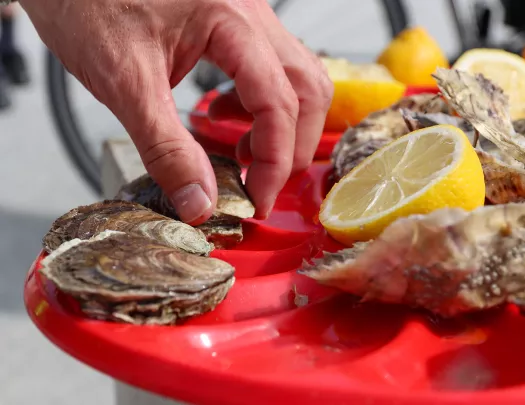 Oysters in Brittany/Normandy