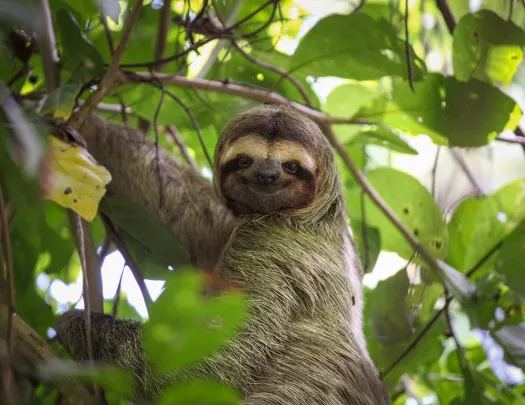 Sloth Costa Rica