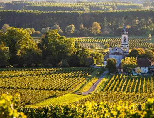 Landscape-Vineyard in South West of France-Sauternes-Loupiac