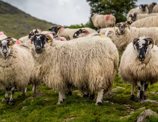 Sheep Ireland