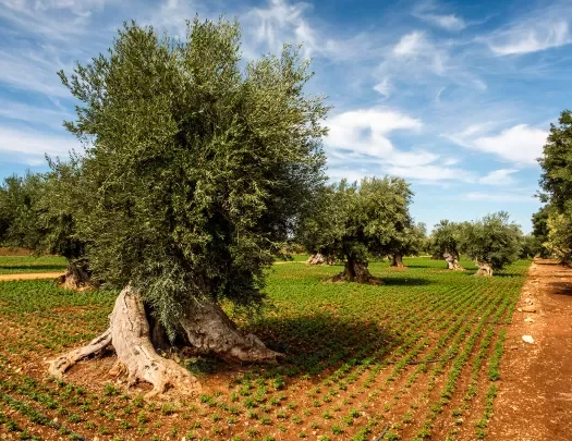 Shot of numerous olive trees in orchard.