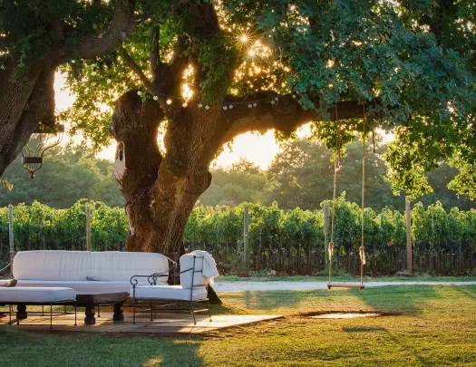Soft looking couch underneath a shady tree at sunset