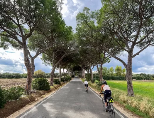 Two guests cycling down road, trees arching above them.