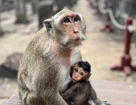 Monkey with baby at a temple in Asia