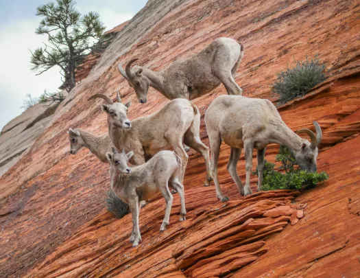 Herd of Desert Bighorn sheep.