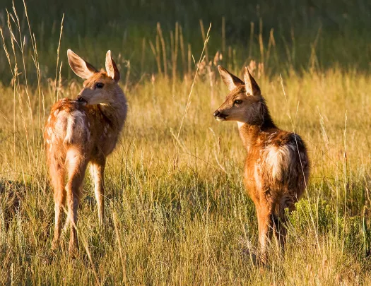 Close-up of two scruffy deer.