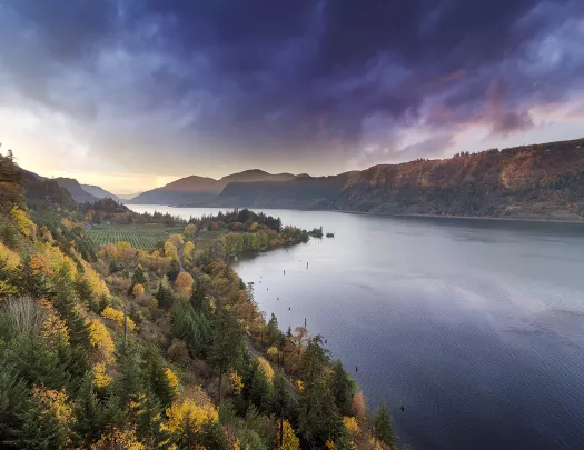 Grey and purple sky above green and yellow forest.