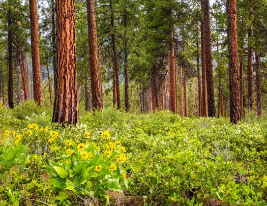 Shot of a large forest with small, yellow-flowered bushes below.