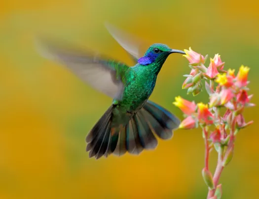 Humming Bird