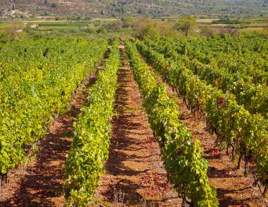 Shot of Mediterranean grapevines. 
