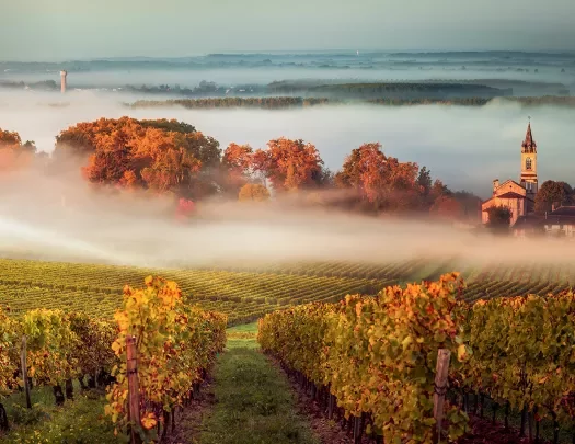 Shot of countryside vineyard, fog rolling in, sunrise.