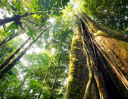 Worm's eye view of forest canopy