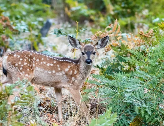 Deer among the greenery of a forest.