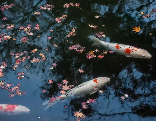 Pond full of koi fish in Japan