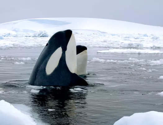 Orcas sighting in Antarctica