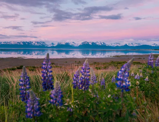 Wide shot of open meadow during sunrise, mountain range, large lake.