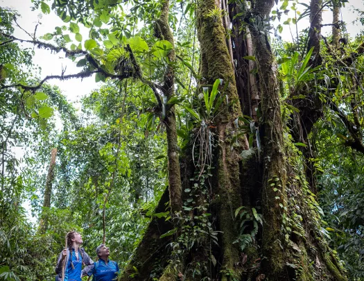 Walking Around Moth Covered Tree in Jungle