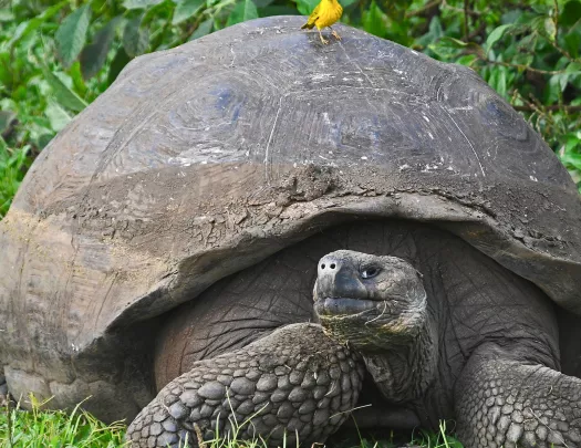 Giant Tortoise Ecuador