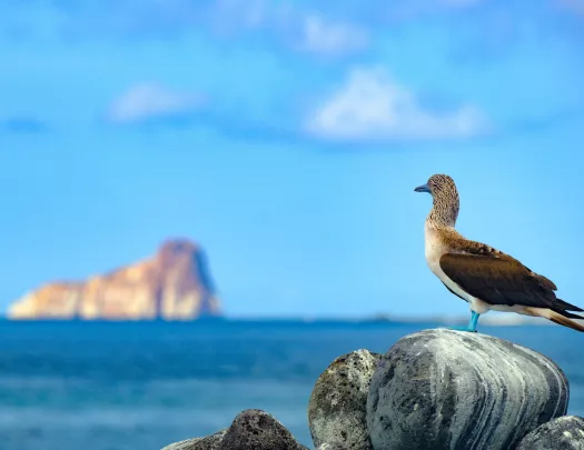 Blue-footed booby standing on a rock by ocean's edge with an island in the background.