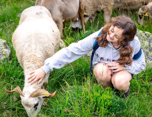 Young guest petting white sheep.